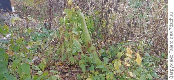 Айва не смогла удержать лагенарию