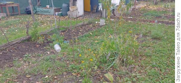 Кусты вдоль плетня по идее неплохо будут смотреться