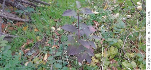 Например, кусты пересадить