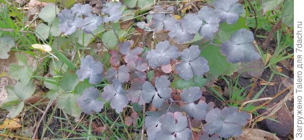 А стоит ли спасать эту — кислицу?