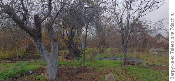 И облепиха недокопанная, и деревья некрашенные