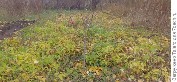 А за бордюром — охотничьи угодья гелиопсисов, и их надо искоренять