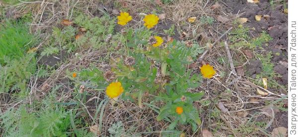 Но безродная календула собирается цвести до весны