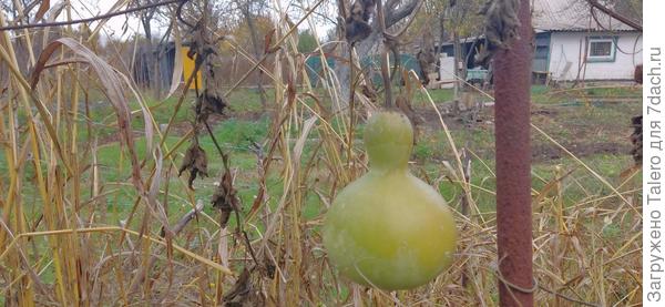 И уже неплохой кувшин вырос!