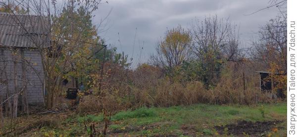 Деревья на глазах оголяются