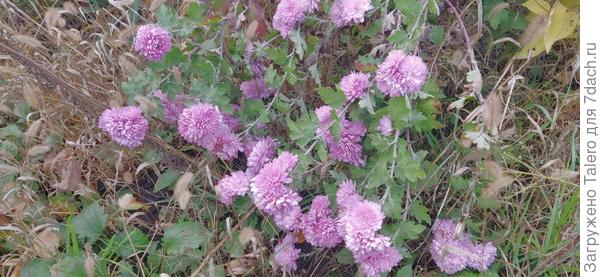 У Семёновны нашлись красивые цветочки, надо будет их потырить (зачёркнуто) спасти