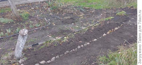 А лилейники продлили собой бордюр