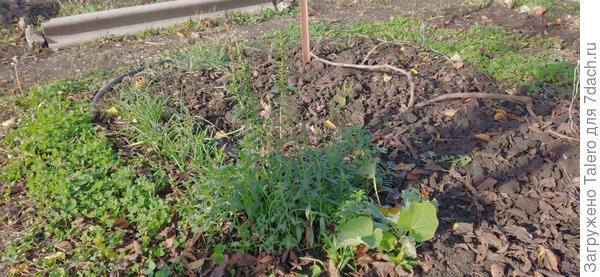 Ротики решили напоследок рвануть в рост