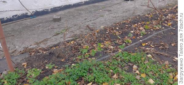 Земляника, похоже, вообще не заметила, что её пересадили