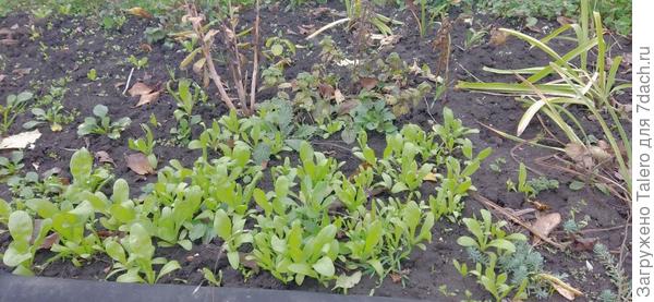 Календула решила к новому году зацвести