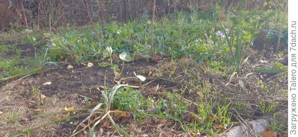 На сковородке — одни синяки да залётная календула