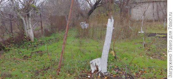 На кривую абрикосу вымазала остатки