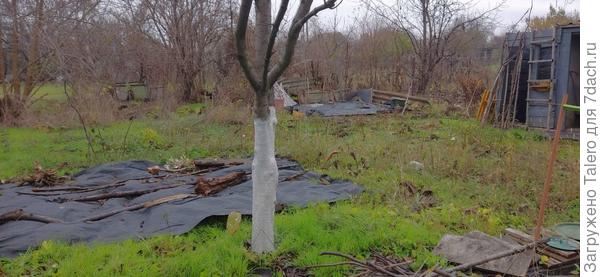 Слива идёт как «водяная», потому что около скважины растёт
