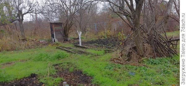 К старой сливе не подступиться, а то бы и её, может, покрасила