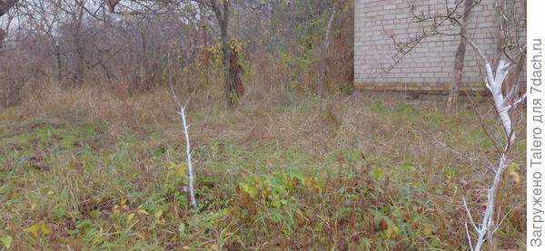 Трио груш и две небеленые палки, которые я всё собираюсь выкорчевать