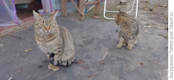 Котики-вымогатели тут как тут