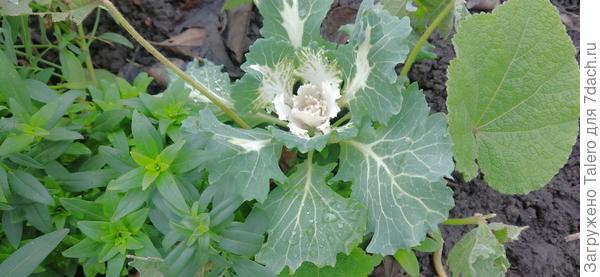 Зацвела декоративная капуста из мартовской рассады