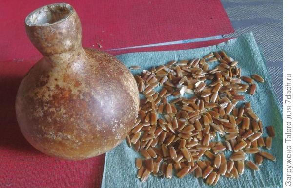 Вскрыла лагенарию, это самая большая и вызревшая