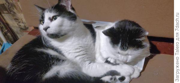 Старший нашёл пакетик и в него залез. Младший не уместился, но хоть скраешку пристроился!