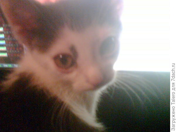 Это одна из первых фоток старшего, это же не кот, это же ходячая трагедия и вселенский укор человечеству!