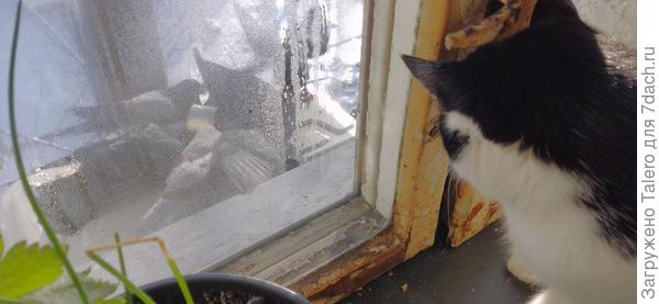 Зато котику был телевизор. Окно страшное, потому что я его менять собираюсь