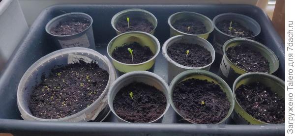 Днём живут на окне, на ночь уходят под лампу