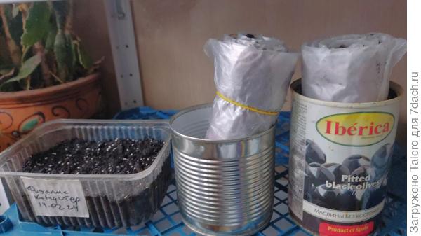 В улитках что-то зазеленело, так что вытащила лук на свет