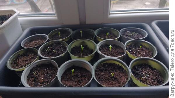 Пока что в рассадной гонке лидируют газании