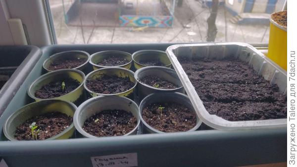 Остатки бархатцев и невидимые пока колокольчики