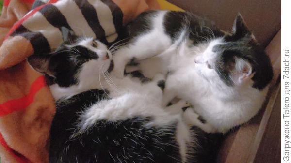 Котики ждут рассаду