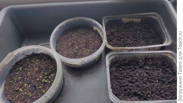 Маргаритки уже хорошо видны, а вот виолы пока не очень