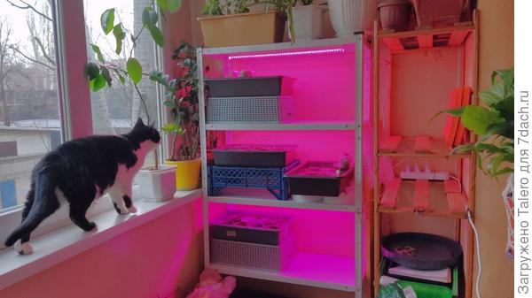 Котик уверен, что и ему там местечко найдётся