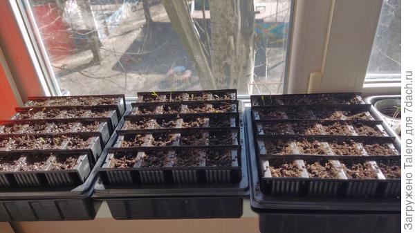 В кассетах один за другим всходят томаты