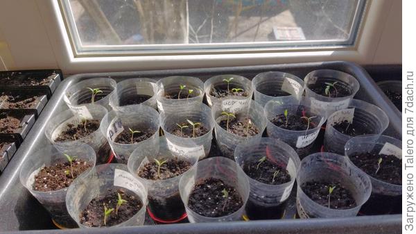 Отдельно высаженных тоже целый лоток набрался