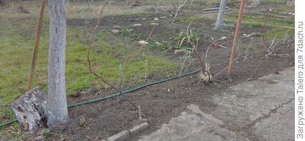 Фрагментами дача пока кажется приличной