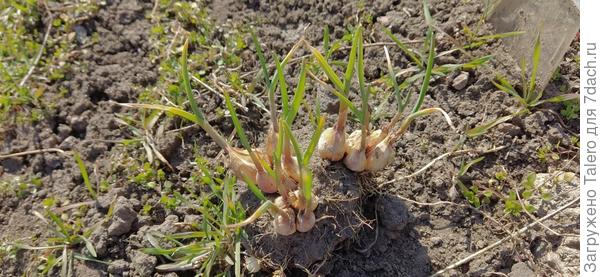 Комочка им более чем хватило!