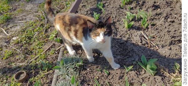 И везде торчат тюльпаны и нарциссы