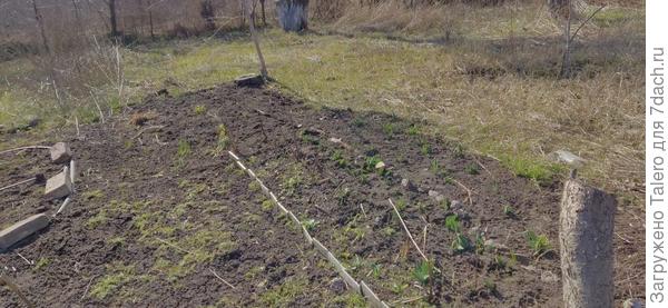 И везде-везде торчат не к месту тюльпаны с нарциссами!