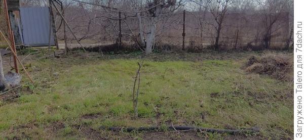 Траву уже не то что полоть — косить можно!