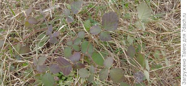 Идёшь-идёшь по тропинке, бах — ежевика! Или шиповник. Или тюльпаны с нарциссами, я уж их затоптала половину