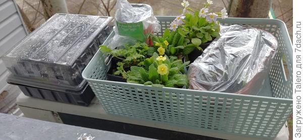 Заоконные жители: примулы, мальва, расчеренкованный розмарин и проба посева лаванды)