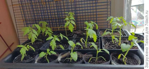 Примерно так выглядят самые рослые томаты