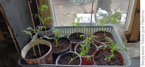 Самые бодрые чернобривцы