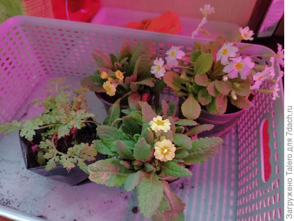 А пока взяла примулы и какую-то ромашечку, уже и забыла, как её звать