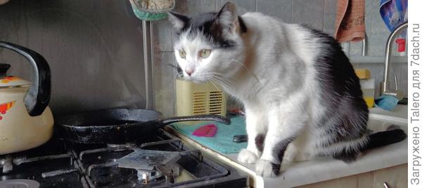 И кое-какой кот уже ими интересуется