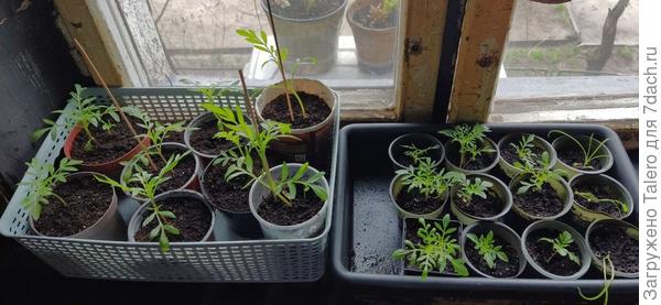 Собрала смертничков на вывоз — в среду или даже в воскресенье должны уехать