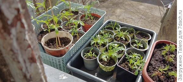 Выгнала смертничков на улицу, загорать