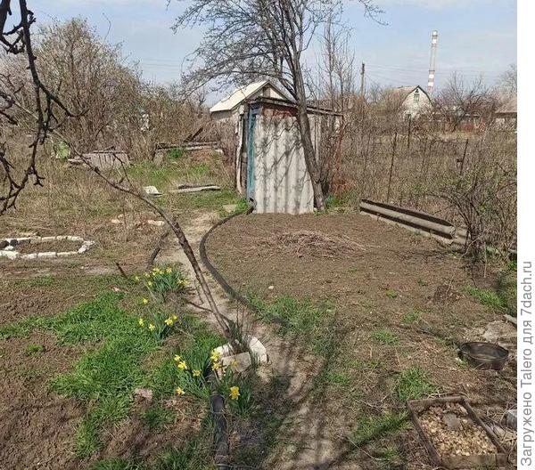 Нарциссы на том же место))