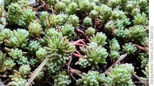 Почвопокровник