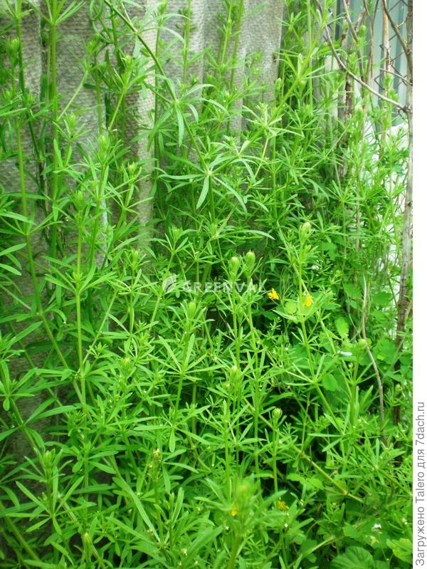 Вот такой красавец